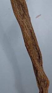 Diamond Willow Blank Walking Stick / Staff / Hiking Stick / DIY Walking Stick - Etsy