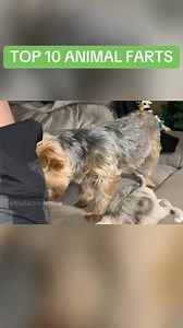 47K views · 1.2K reactions | TOP 10 ANIMAL FARTS #fart #funny #fun #comedy #fyp #Top10 #farting #compilation | Thefart machine | Facebook