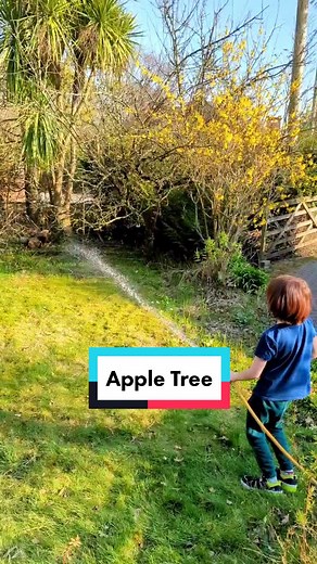Reply to @grandmapickles2 🍎 Fertilizing the apple tree 🍎 Part 1 @plants_n_gardens #plantsngardens #appletree #westland #apples #plants #gardens #planttiktok #spring2022 #plantsplantsplants #flowers #gardening #gardeningforbeginners #planttherapy #plantfam #plantdad #plantmom #plantparents #plantoftheday #nature #garden #flower #iloveplants #greenthumb #gardenproject #gardenideas #fertilizer #fertiliser #bloodandbone #fishbloodandbone #howdoesyourgardengrow #orchard #gardentok #gardentiktok #fy