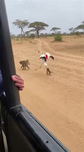 flamingo chase baboon