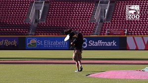 Sam the bald eagle will be back flying at the Reds ballpark during the National Anthem on Tuesday, June 29th! Get a special ticket package for that game that also includes a Theo the giraffe bobblehead! Click here to get your tickets - https://www.mlb.com/reds/tickets/themes/zoo-package?affiliateId=tdl-Cincinnati_Reds-tickets-Cincinnati_Reds:_Tickets:_Theme_Packages_|_Themes_|_Tickets-na-x0-Desktop-Landscape | Cincinnati Zoo & Botanical Garden