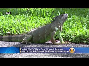 Florida Man's 'Stand Your Ground' Defense Rejected In 'Painful and Terrifying' Iguana Killing
