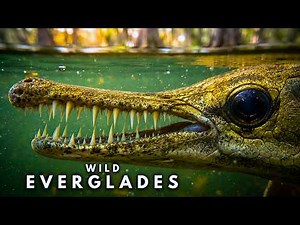 UNREAL EVERGLADES – Nature’s Most Dangerous Paradise (Full Documentary)
