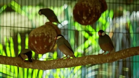 clip-4011560237-java-sparrows-resting-among-hanging-nest-gourds