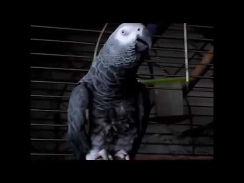 Ruby the Swearing Parrot 138