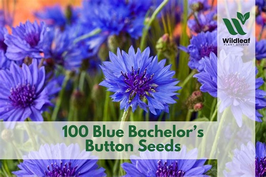 100 Blue Bachelor’s Button Seeds Centaurea cyanus