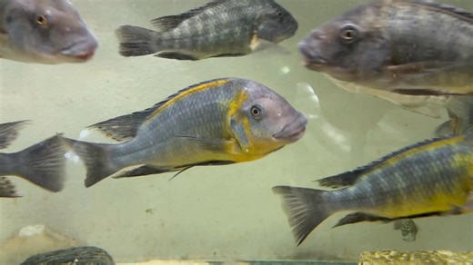 14K views · 334 reactions | Petrochromis polyodon Cap Tembwe www.tropheus.com.pl Wild Tanzania Cichlids | Tropheus Tanganika | Facebook