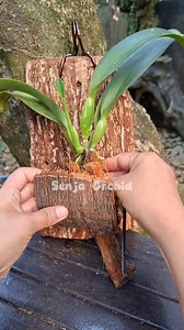 Planting cattleya orchid with coconut fiber and oine wood #fblifestyle #plantingorchid #coconutfiber #pinewood | Senja Orchid