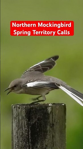 Mockingbird Calls & Antics #mockingbirdsounds