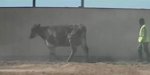 Dimmitt dairy farm explosion ‘by far the deadliest barn fire for cattle overall’