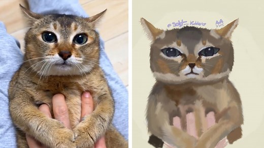 Tole Tole Cat / Mei Mei Cat | Know Your Meme
