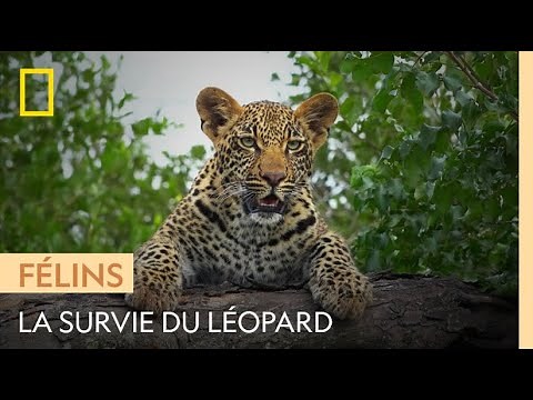 La discrétion, attribut indispensable à la survie d'un léopard