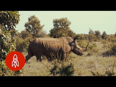 Protecting Africa’s Last Rhinos from Poaching