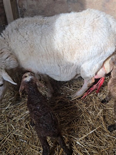 Nothing like triplets getting born at 5° and the door to your emergency sheep shack freezing open.