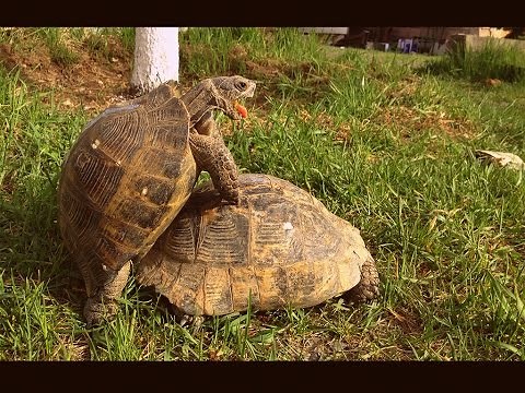 Turtle pairing. Funny sounds