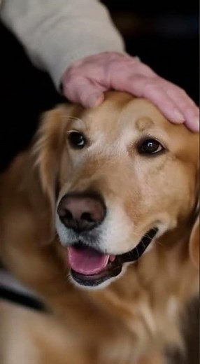 Service Dog Helps Elderly Man Get Ready Heartwarming Assistance Moment #goldenretriever #puppy