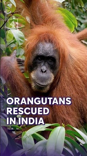 Five baby orangutans rescued in India