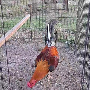 43K views · 4K reactions | Sweater Possum | Red Fowl Farm | Facebook