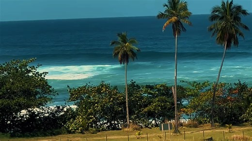 Exploring Neptune's Realm: A Dive into Surf and Reefs