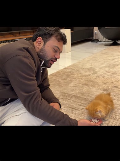 Finding a Beloved Pet Kitten on the Road