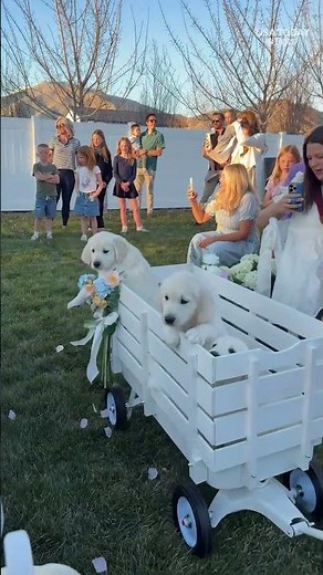 You're cordially invited to a 'paw-sitively' grand dog wedding. See the ceremony.