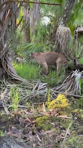 Watch: Turkey Hunter Calls in Florida Panther to 10 Yards