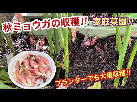 【秋ミョウガの収穫】プランターでも大量に収穫ができます 独特の芳香と歯ざわりがさわやかです 家庭菜園