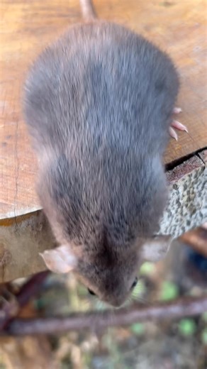 This is 7 week old GBR YeSavage, he is a torti dwarf. Born slightly off black in color. This video is for those interested in seeing how a good torti develops. Typically you see this mich saturation on an excellent 12 week old torti. This boy should be really nice. I will update him as he grows, as I know many new people are beginning to work with the gene | Georgian Bay Rats