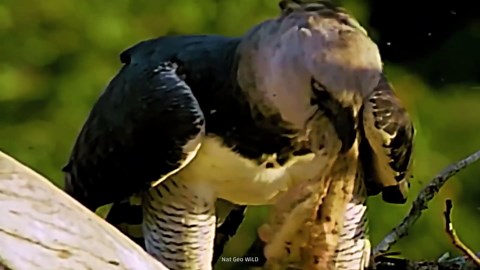Watch what happens when a cute face hides a dangerous bite