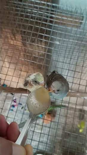 #cutebird #buggies #parrotbaby #talkingparot