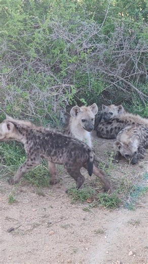 11K views · 217 reactions | Very cute hyena pups at the den entrance, patiently waiting for their parents to return home from hunting #wild #life #wildlife #epic #nature #animals #wow #amazing #safari #AfricanBushKingdom #africa #lions | African Bush Kingdom | Facebook