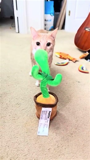 Which cat you like most?😍😂write in comments❤️ #cat #catmemes #cats #cute #funny #pets