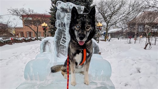 Today we headed downtown to take the dogs to the Ice Fest in Alpena, Michigan! Each dog got their own little adventure and one on one time! Eleanor was first on the list to adventure downtown and see the epic ice suclptures! | Snow Dogs Vlogs