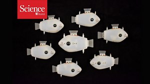 Check it out: for the first time ever, robotic fish are able to swim in sync and in circles—without crashing into one another. https://fcld.ly/l0obwna | News from Science