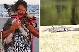 Woman 'tried to touch alligator but it dragged her underwater in fatal attack'