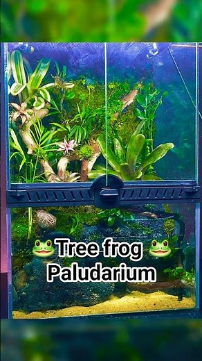 How to Build a Tree Frog Paludarium 🐸 | 12x12x18 Setup with Auto Misting (বাংলা টিউটোরিয়াল) #shorts