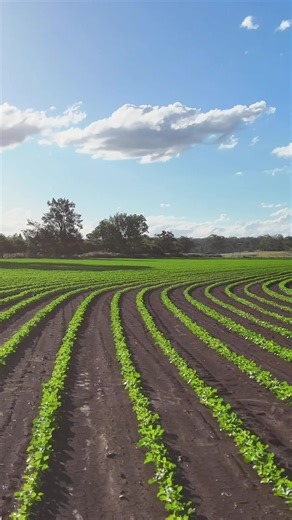 A Stunning Look at Adzuki Beans in Australian Farming