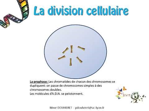 La division cellulaire (les étapes de la mitose)