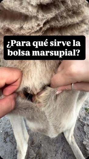 Lady Science 🧬 Dr. Teresa Arnandis | 🦘Es como una “incubadora externa” para las crías tan inmaduras de los marsupiales. 🦘Sus crías nacen del tamaño de una alubia, con lo que... | Instagram
