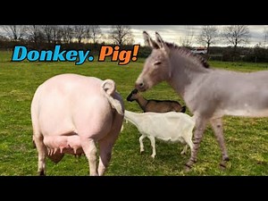 Donkey + Pig Hybrid The Shocking Truth Revealed!