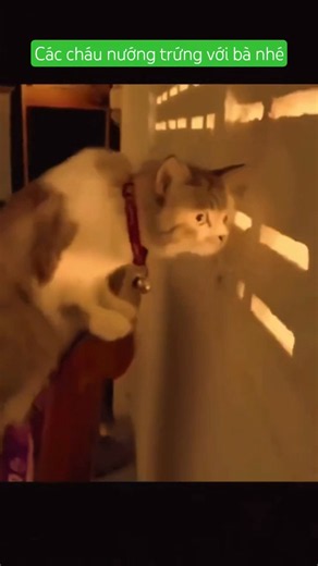 Run for it, guys, it's exploding! #funnyvideo #abcd #comedy #viral