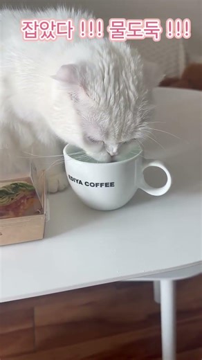 이놈~~~~~~~~ #고양이쇼츠 #고양이 #고양이일상 #고양이영상 #밍숙이