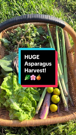 HUGE Backyard Garden Harvest: Asparagus, Mint, Citrus & More!