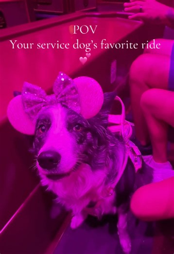 Border Collie Service Dog Mastering Steps at Disneyland