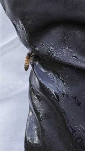 wadadlivity on Instagram: "If this was a horror movie, @lifeofsontee would survive for sure 😅 Episode 2 of #AntiguaVoices is all about BEES 🐝 Step into the world of Zen Apiary, a Black woman–owned beekeeping startup in Antigua blending sustainability and wellness. Join us as @zenapiary: 🍯 Shows us the tools of the beekeeping trade 🐝 Introduces us to her thriving hives 🌴 Shares the story behind Zen Apiary ✨ Lets us taste fresh Antiguan honey straight from the comb 💛 Explains how bees, honey