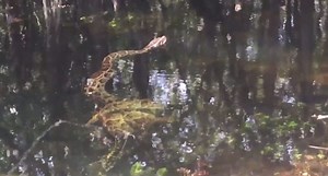 Watch a Python in Florida Show an Alligator Who's Boss