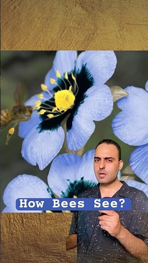 What the World Looks Like to a Honeybee