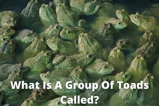 What Is A Group Of Toads Called? [List of Collective Names]