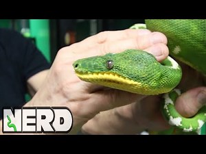 AMAZON BASIN EMERALD TREE BOA - FIRST SNAKE? - VLOG 16