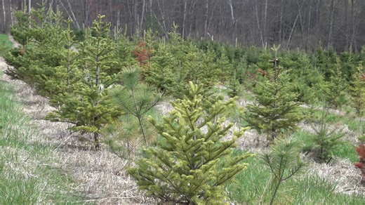 How the wet weather could impact Christmas tree growth